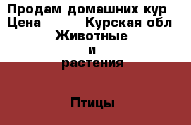 Продам домашних кур › Цена ­ 350 - Курская обл. Животные и растения » Птицы   